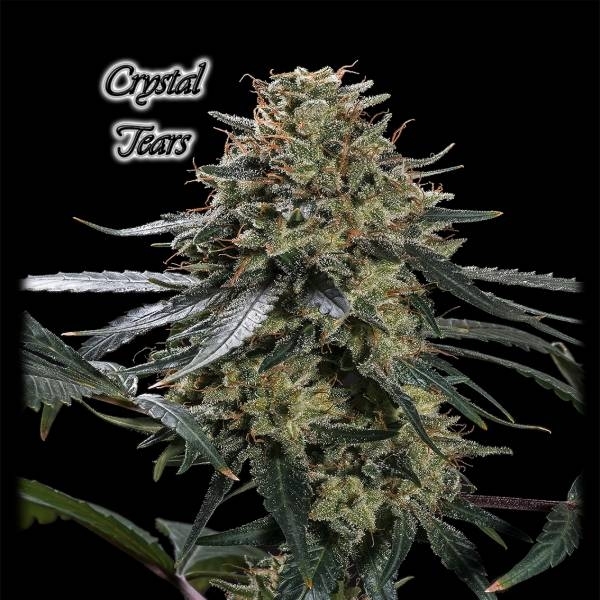 Crystal Tears (GeneSeeds) Feminisoidut