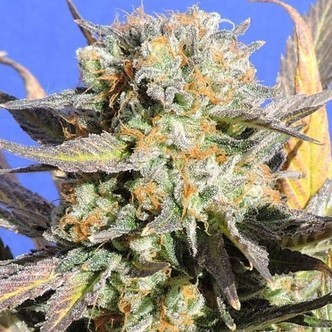 Grandaddy Black (Original Sensible) feminisoidut kannabiksen siemenet