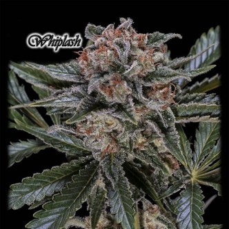 Whiplash (GeneSeeds) feminisoidut