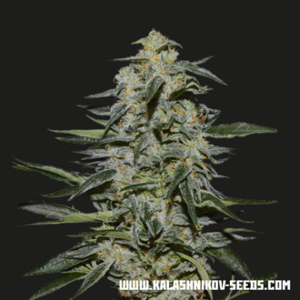 Katyusha (Kalashnikov Seeds) Feminisoidut