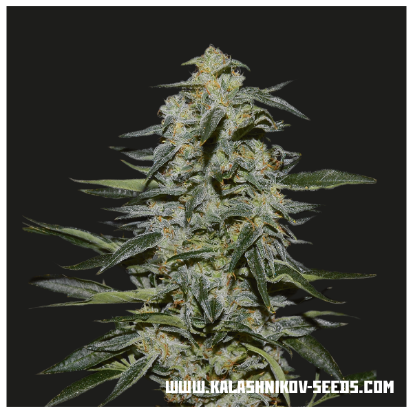 Katyusha (Kalashnikov Seeds) Feminisoidut