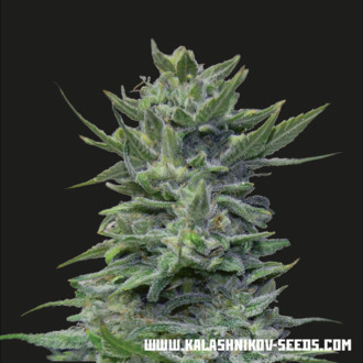 Lavanda Cream (Kalashnikov Seeds) Feminisointi