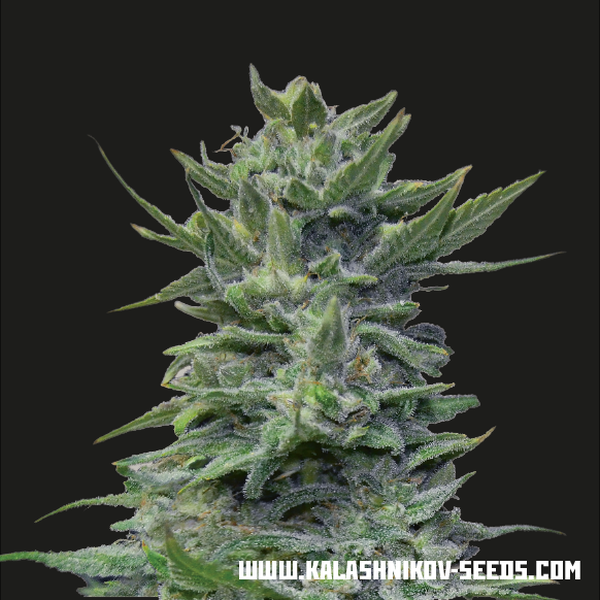 Lavanda Cream (Kalashnikov Seeds) Feminisointi