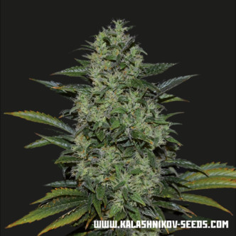 Power Russian (Kalashnikov Seeds) feminisoidut