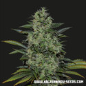 Power Russian (Kalashnikov Seeds) Feminisoidut