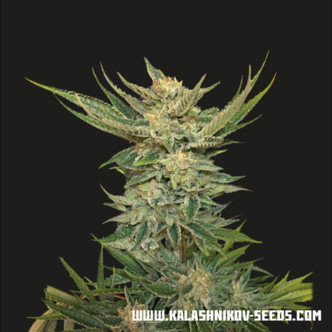 Vodka Lemon (Kalashnikov Seeds) feminisoidut