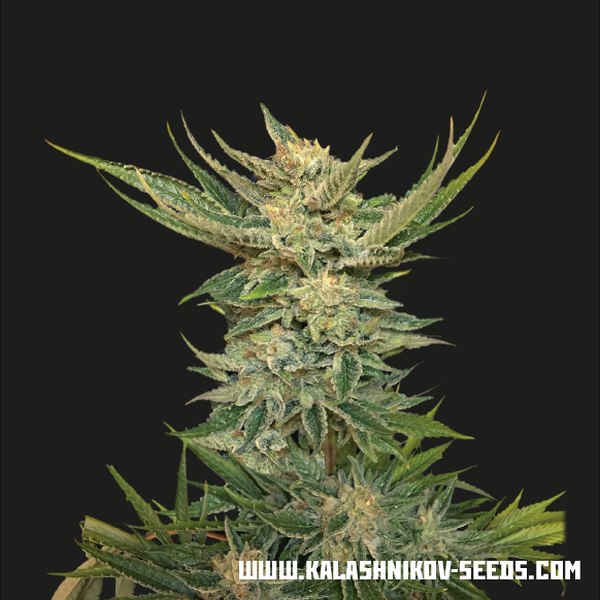 Vodka Lemon (Kalashnikov Seeds) Feminisoidut
