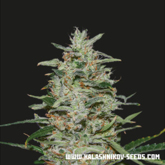White Russian OG (Kalashnikov Seeds) feminisoidut kannabiksen siemenet