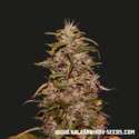 Big Altai Sativa Express (Kalashnikov Seeds) Feminisoidut