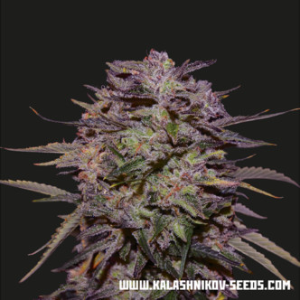 Purple Russian Express (Kalashnikov Seeds) feminisoidut kannabiksen siemenet