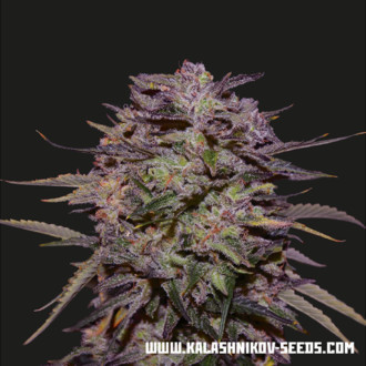 Purple Russian Express (Kalashnikov Seeds) Feminisoidut