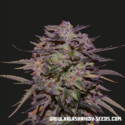 Purple Russian Express (Kalashnikov Seeds) Feminisoidut