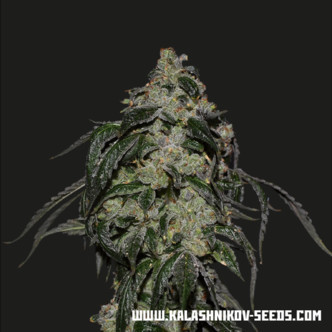 Soyuz OG Express (Kalashnikov Seeds) feminisoidut