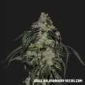 Soyuz OG Express (Kalashnikov Seeds) Feminisoidut