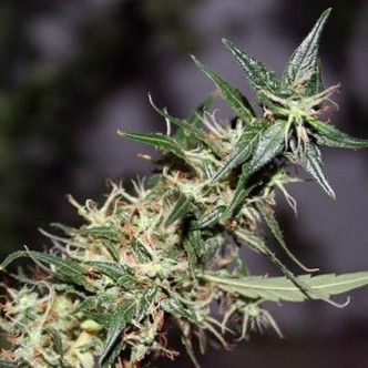 Mango Haze (Mr. Nice) tavallinen