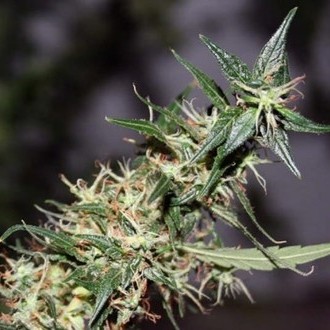 Mango Haze (Mr. Nice) tavallinen