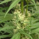 Mango Haze (Mr. Nice) tavallinen