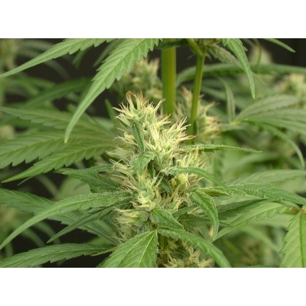 Mango Haze (Mr. Nice) tavallinen