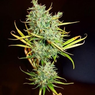 Mango Haze (Mr. Nice) tavallinen
