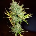 Mango Haze (Mr. Nice) tavallinen