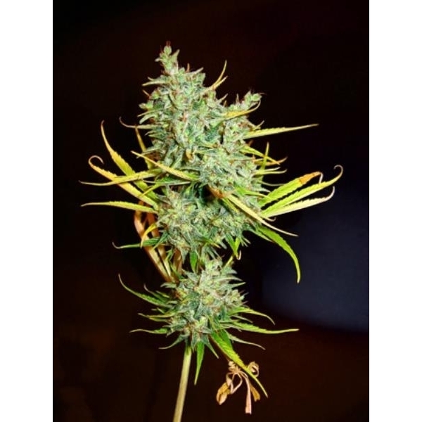 Mango Haze (Mr. Nice) tavallinen