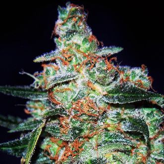 Cheese Auto (Expert Seeds) Feminisoidut