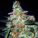 Cheese Auto (Expert Seeds) Feminisoidut