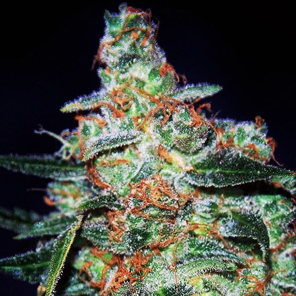 Cheese Auto (Expert Seeds) Feminisoidut