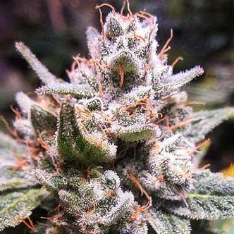 Expert Gorilla Auto (Expert Seeds) feminisoidut