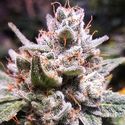 Expert Gorilla Auto (Expert Seeds) Feminisoidut