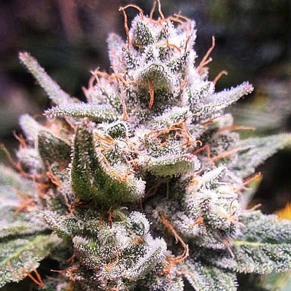Expert Gorilla Auto (Expert Seeds) Feminisoidut
