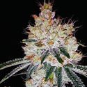 OGesus Auto (Expert Seeds) Feminisoidut