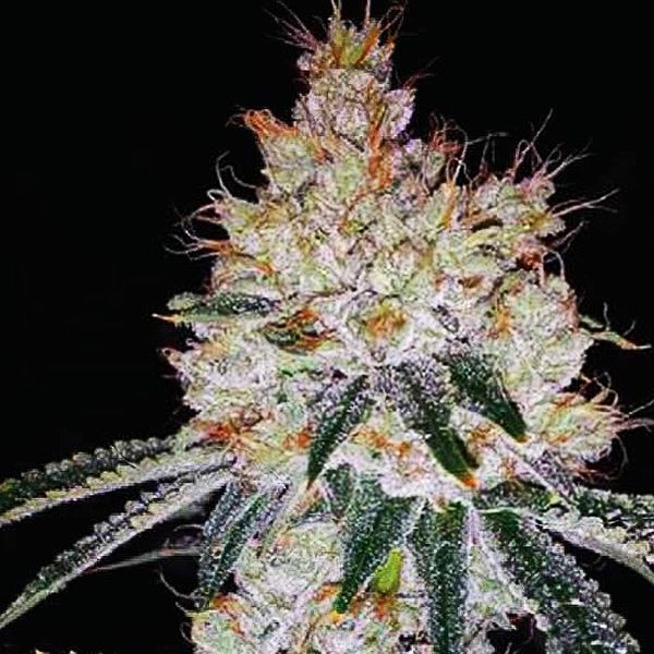 OGesus Auto (Expert Seeds) Feminisoidut