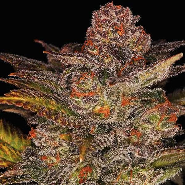 Blueberry Glue Auto (Expert Seeds) Feminisoidut