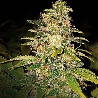 Critical Blue Auto (Expert Seeds) feminisoitu