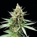 Blue OG (G13 Labs) Feminisoidut
