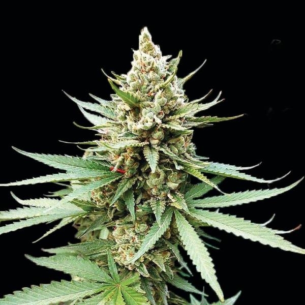 Blue OG (G13 Labs) Feminisoidut