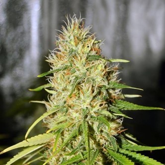 Double Black (G13 Labs) feminisoidut kannabiksen siemenet