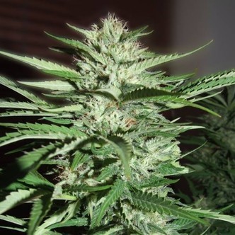 Pineapple Express (G13 Labs) feminisoidut kannabiksen siemenet