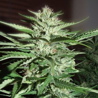 Pineapple Express (G13 Labs) Feminisoidut