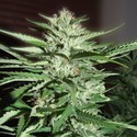 Pineapple Express (G13 Labs) Feminisoidut