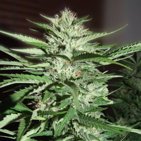 Pineapple Express (G13 Labs) Feminisoidut