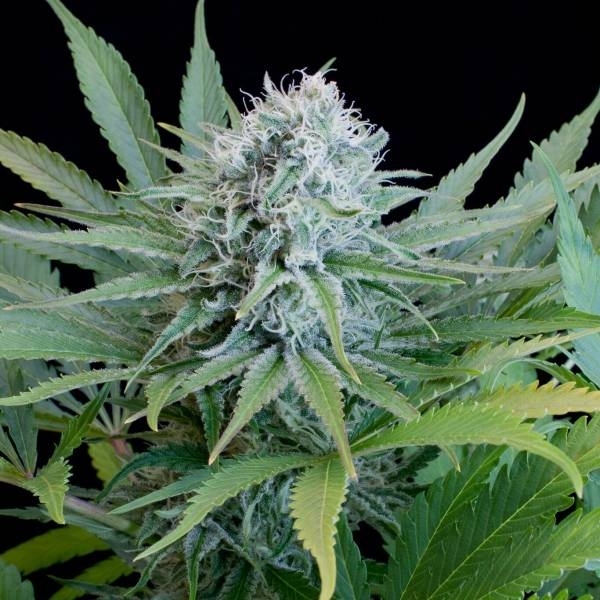 Peach Purée CBD (G13 Labs) Feminisoidut
