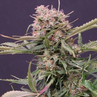 Auto Gigabud (G13 Labs) Feminisoidut