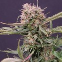 Auto Gigabud (G13 Labs) Feminisoidut