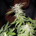 Fromage Blue (Pheno Finder) Feminisoidut