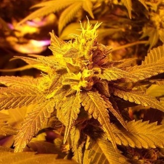 Fromage Blue (Pheno Finder) Feminisoidut