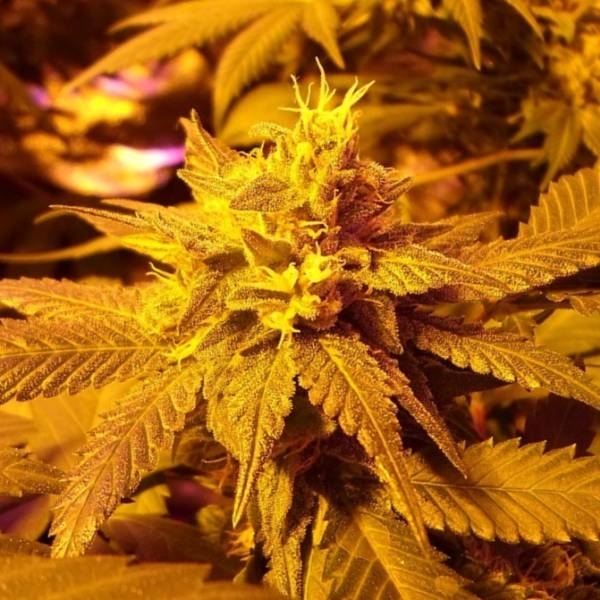 Fromage Blue (Pheno Finder) Feminisoidut