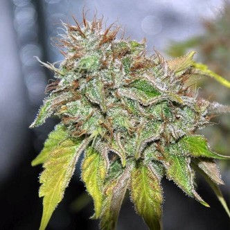 Grandaddy Confidential (Pheno Finder) feminisoidut