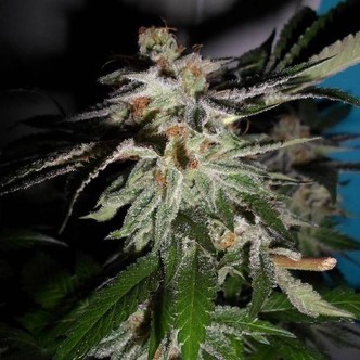 LA Fire (Pheno Finder) feminisoitu